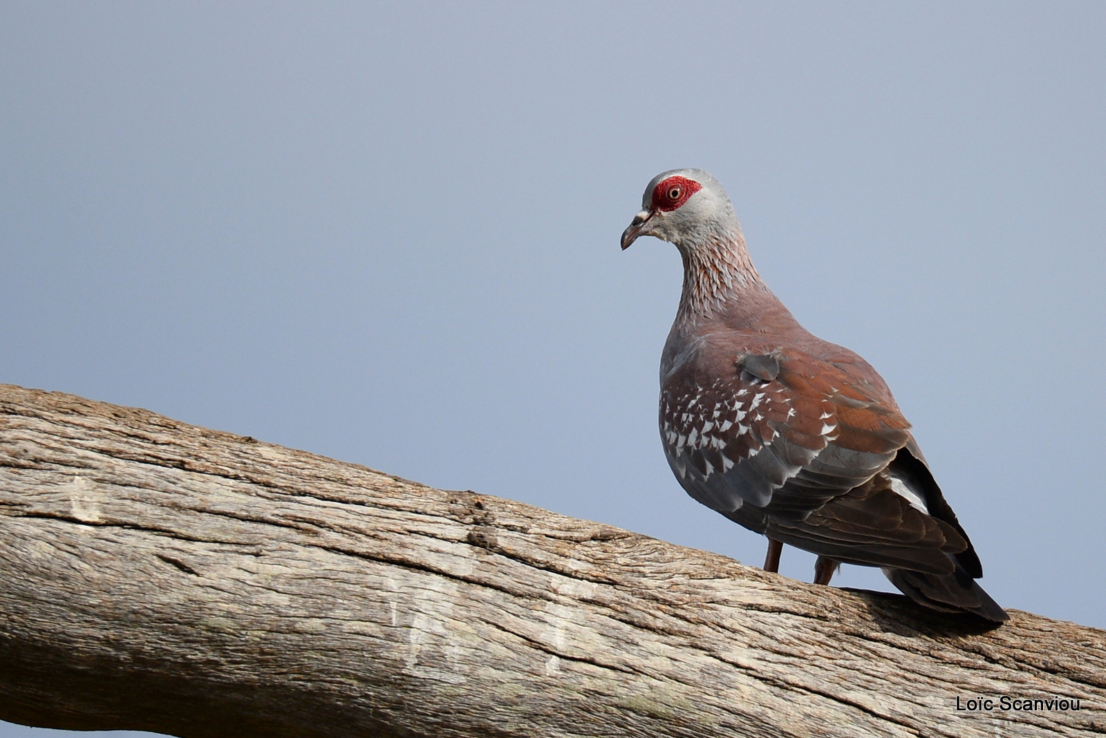 Pigeon roussard/Speckled Pigeon (1)