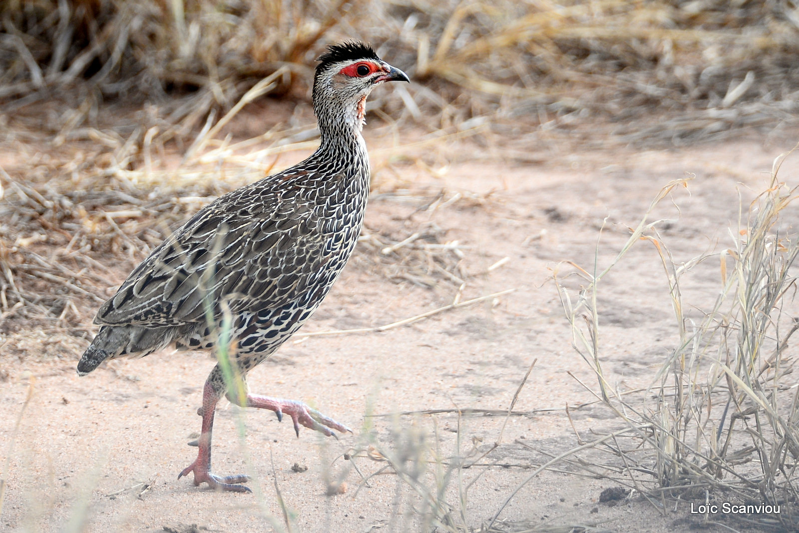 Francolin de Clapperton/Clapperton's Francolin (2)