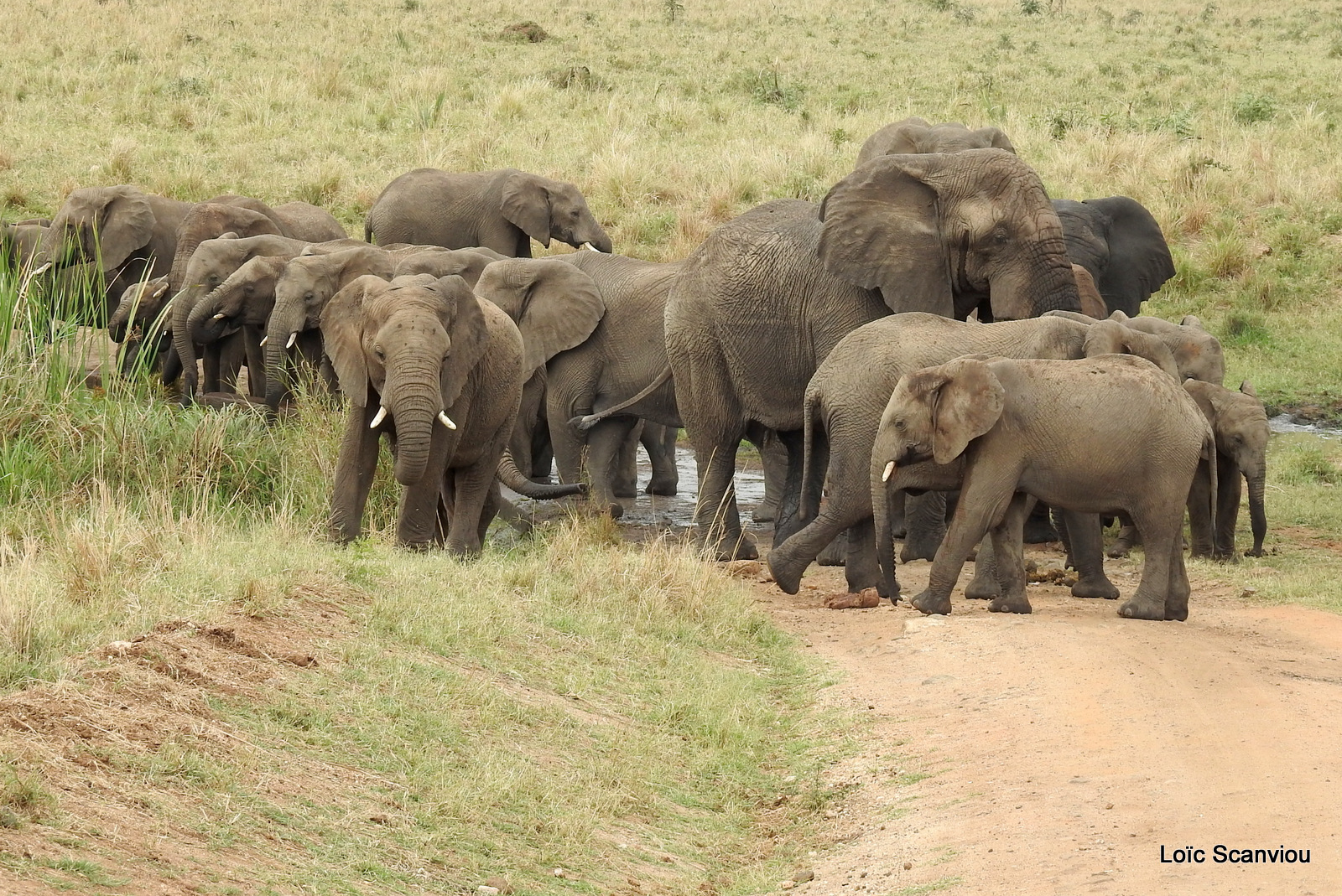 Éléphant de savane d'Afrique/Savanna Elephant (84)