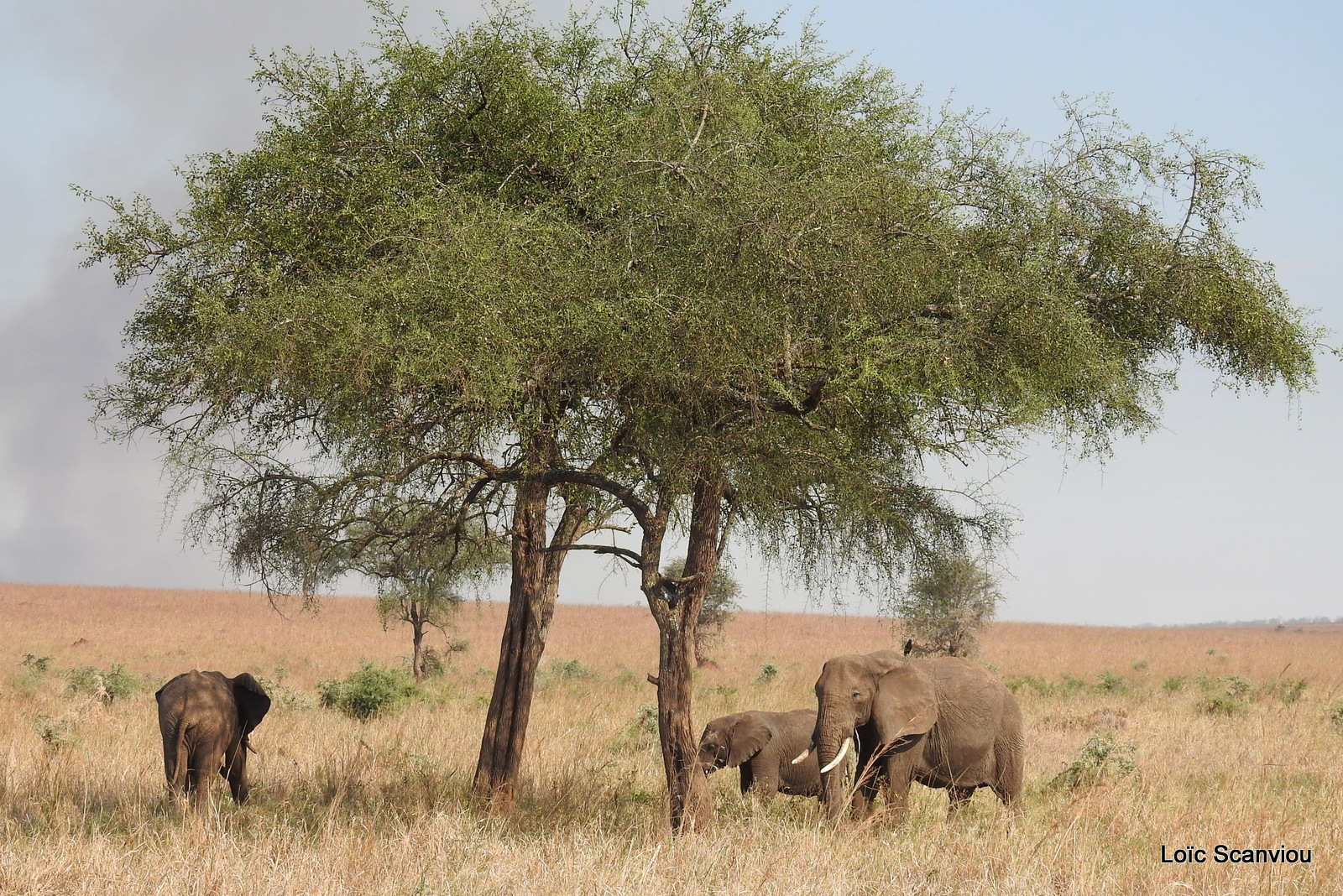 Éléphant de savane d'Afrique/Savanna Elephant (86)
