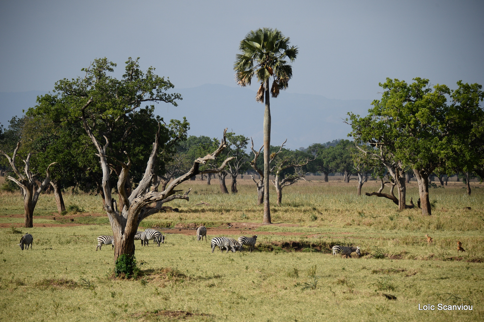 Kidepo Valley National Park (2)