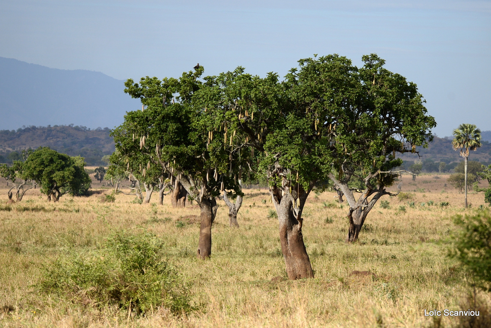 Kidepo Valley National Park (3)