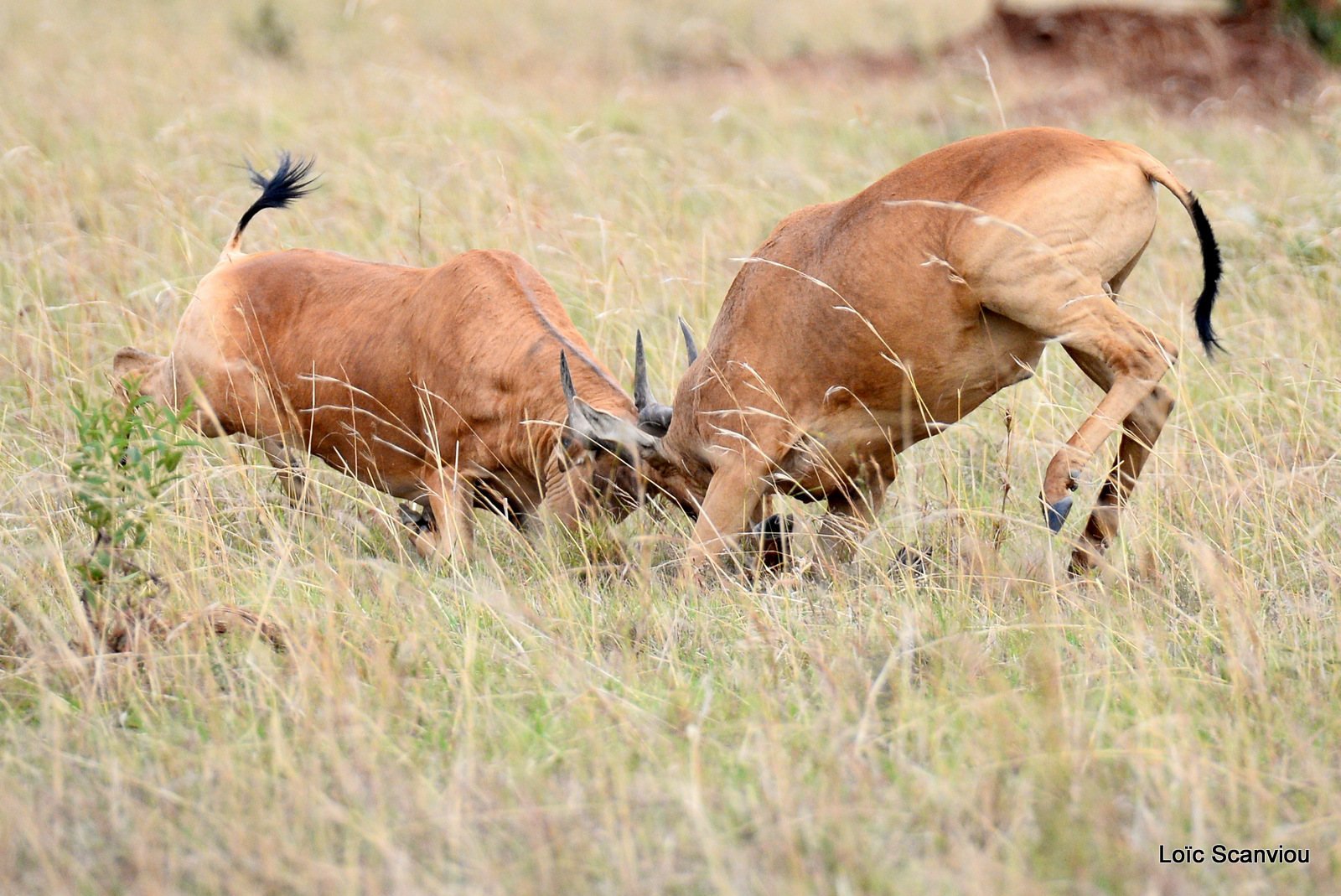 Bubale de Jackson/Jackson's Hartebeest (1)