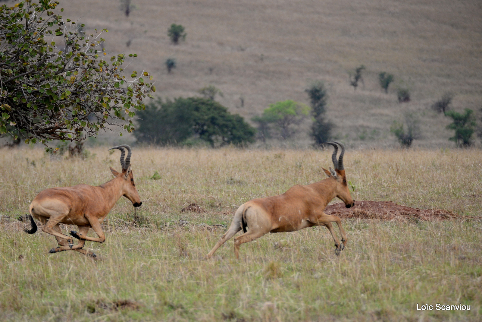 Bubale de Jackson/Jackson's Hartebeest (2)
