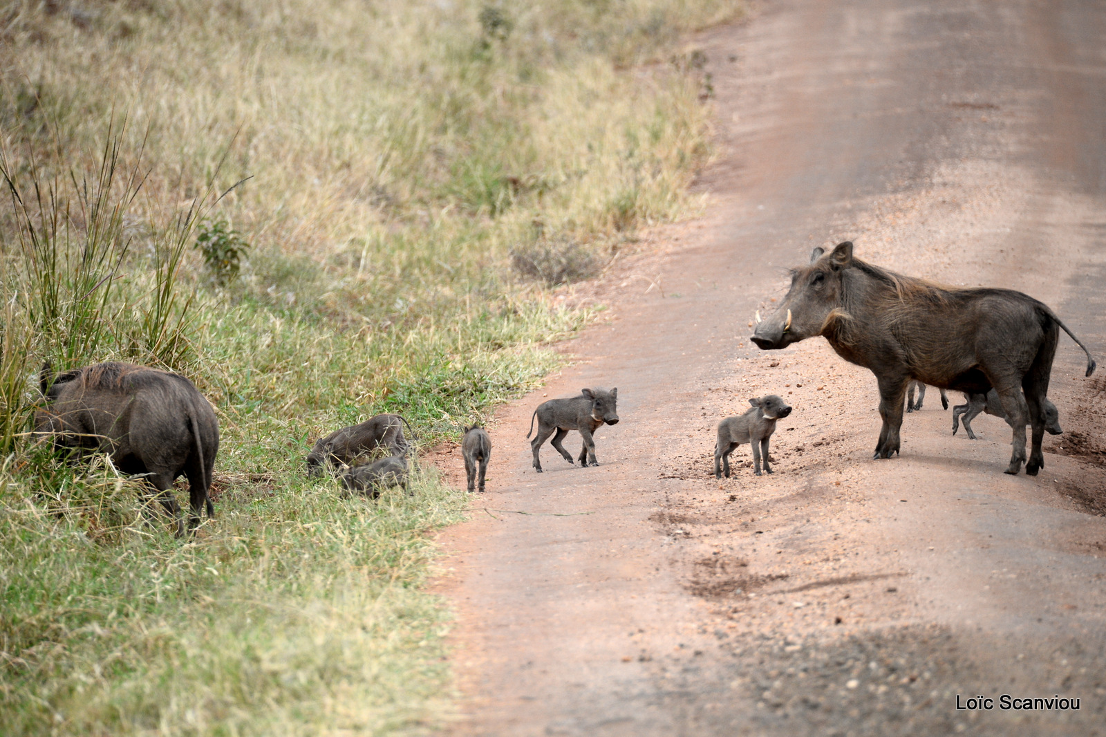 Phacochère/Common Warthog (1)