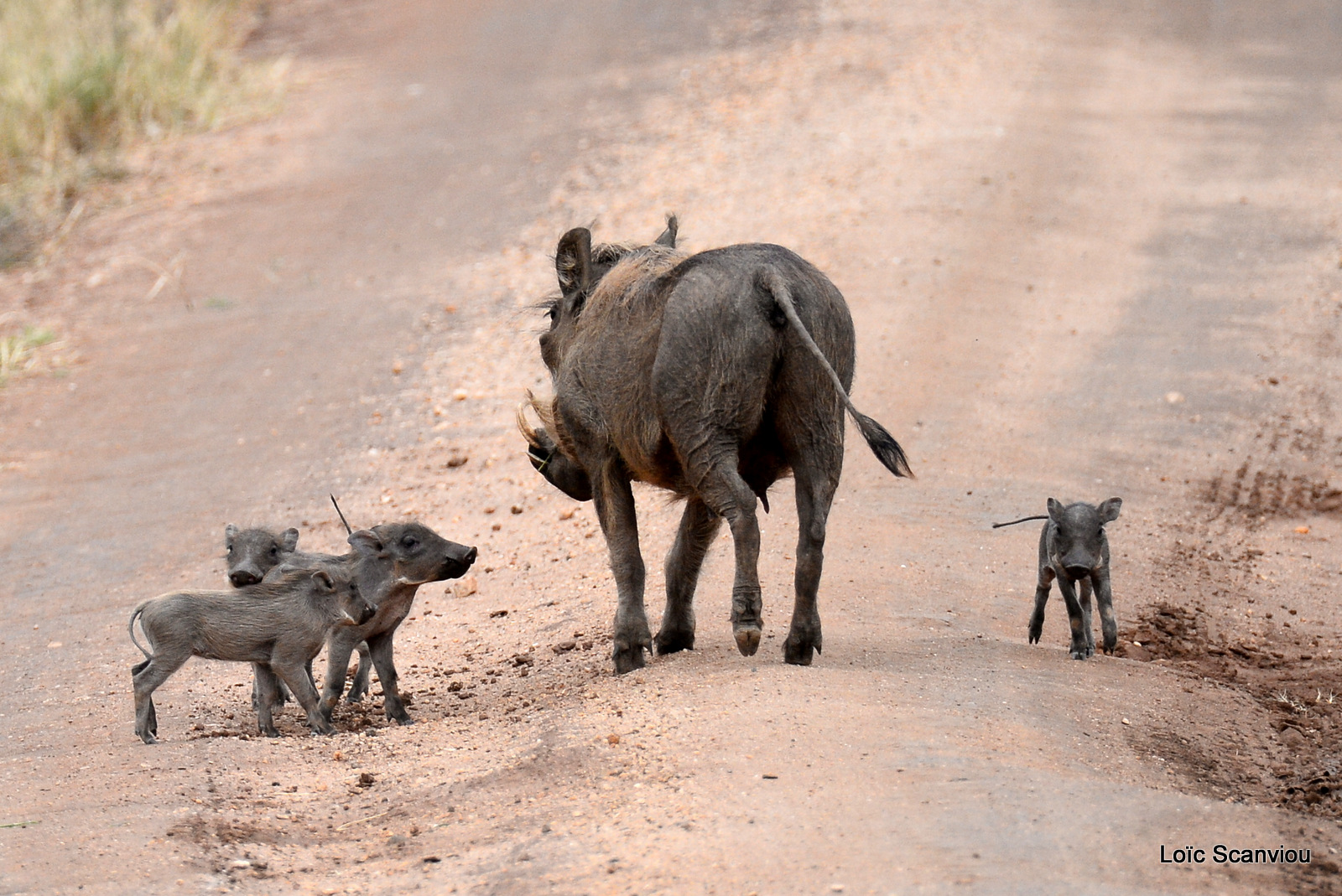 Phacochère/Common Warthog (2)