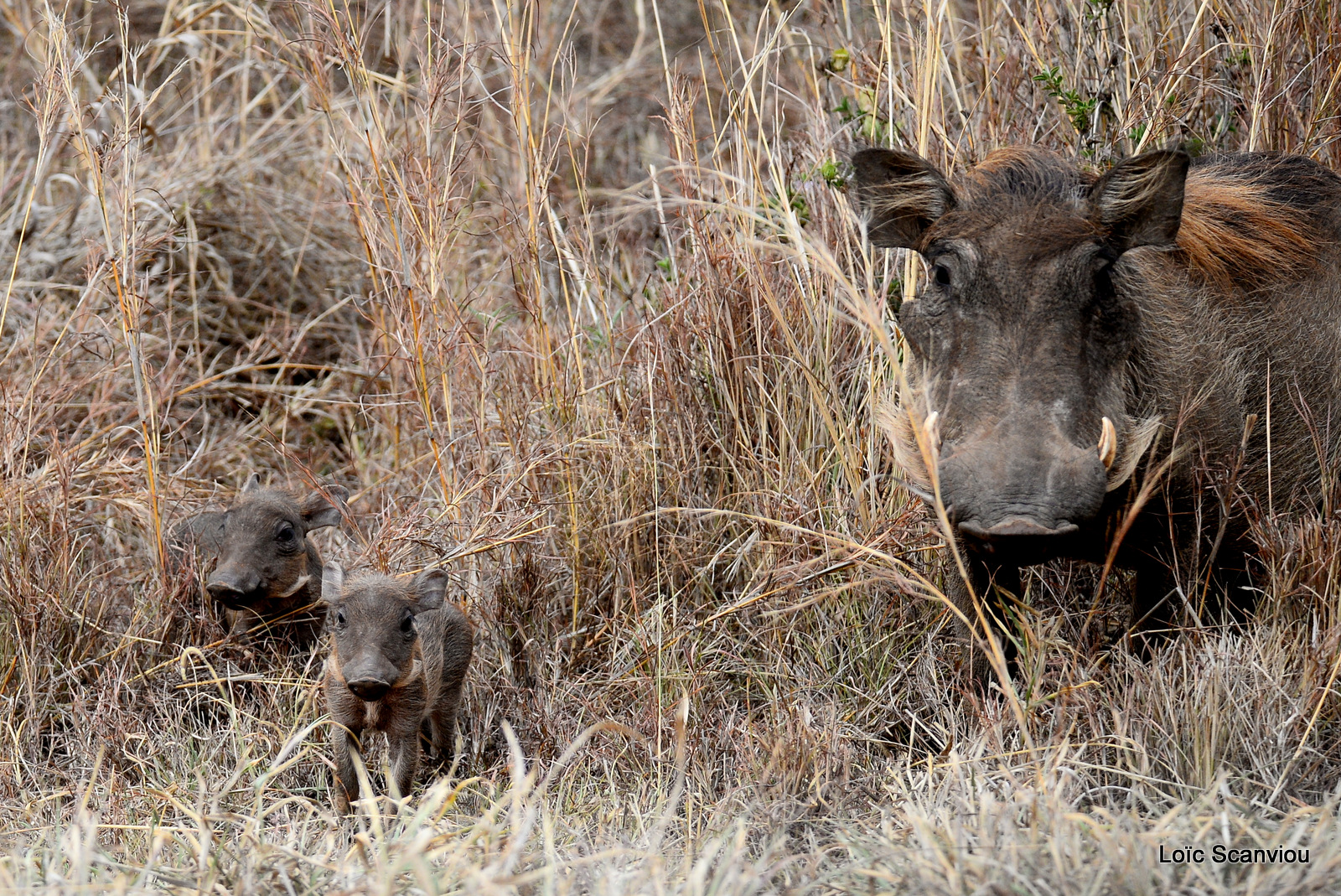 Phacochère/Common Warthog (3)