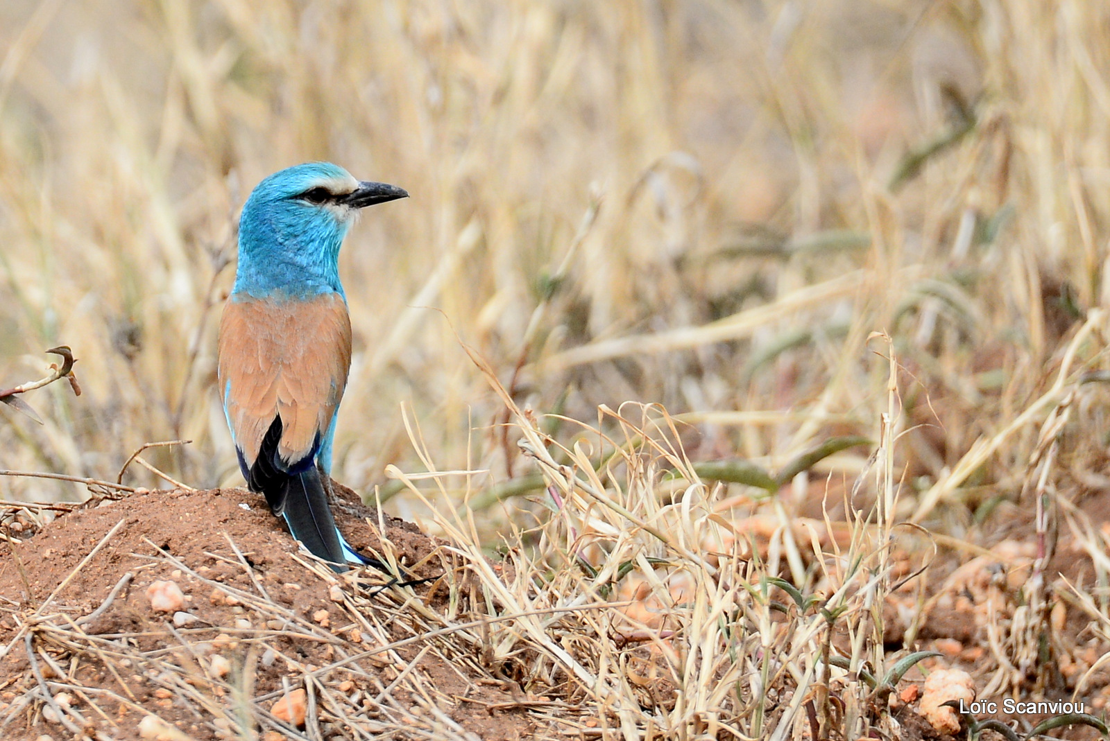 Rollier d'Abyssinie/Abyssinian Roller (1)