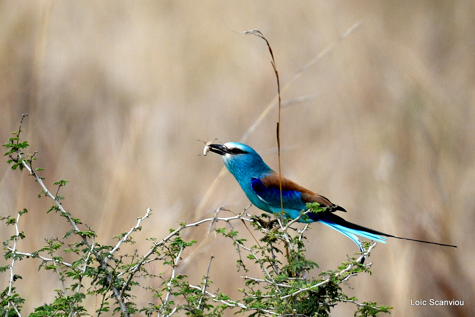 Rollier d'Abyssinie/Abyssinian Roller (2)