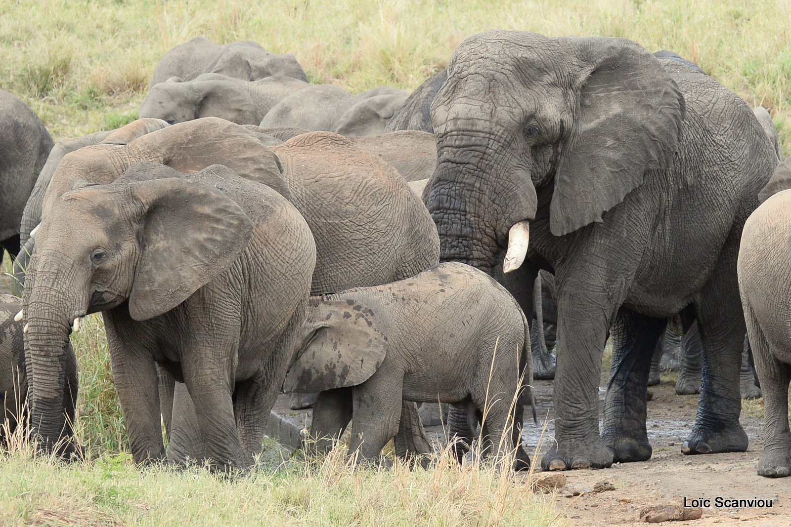 Éléphant de savane d'Afrique/Savanna Elephant (15)