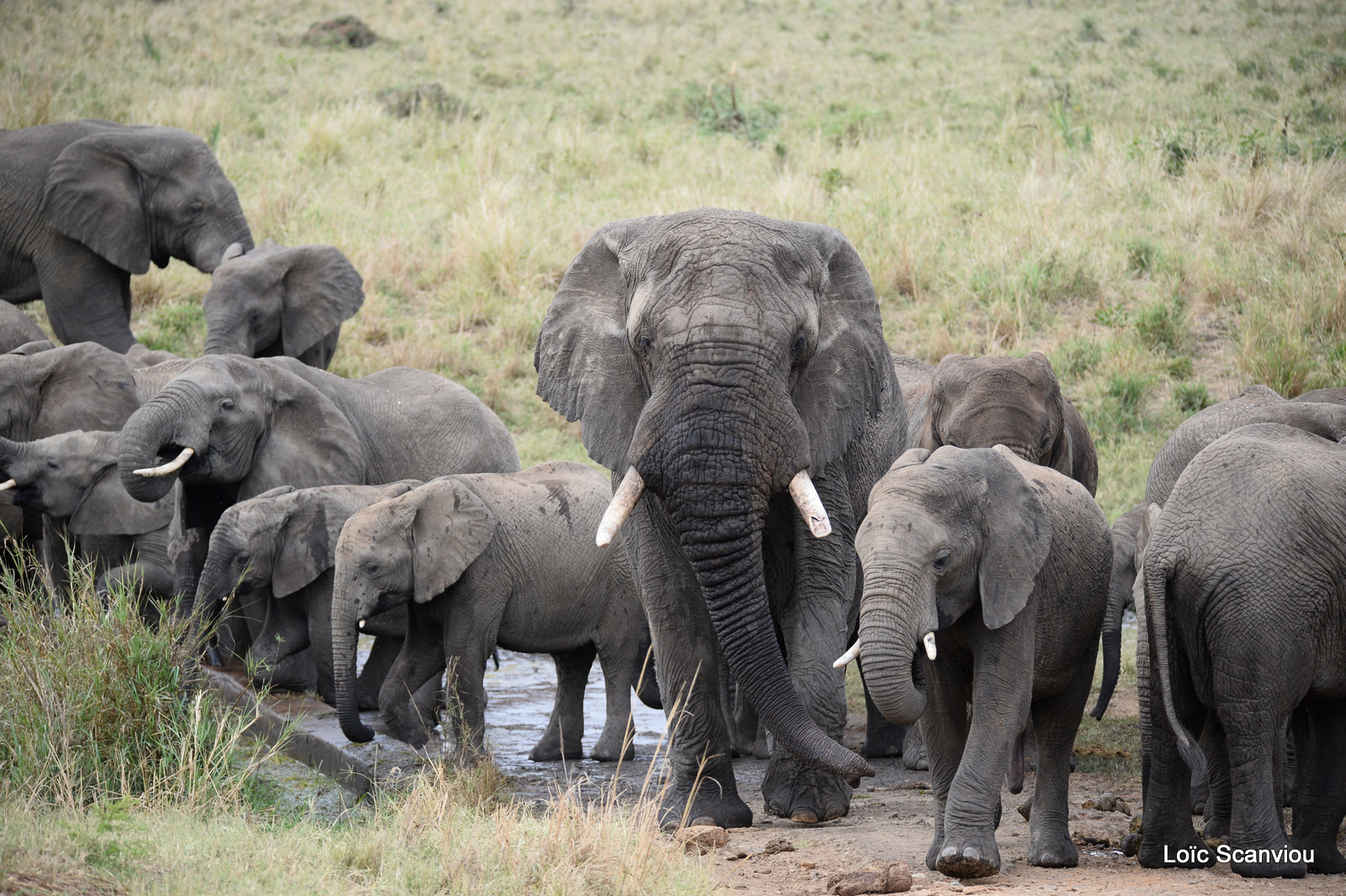 Éléphant de savane d'Afrique/Savanna Elephant (16)