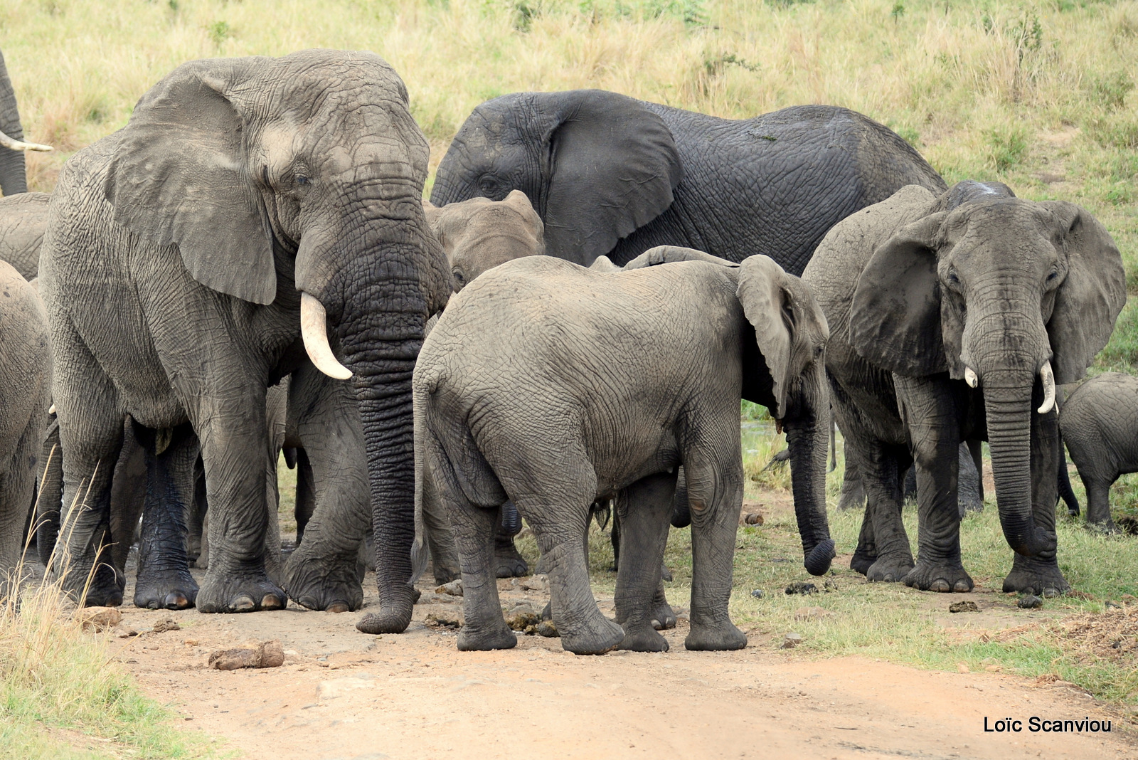 Éléphant de savane d'Afrique/Savanna Elephant (17)