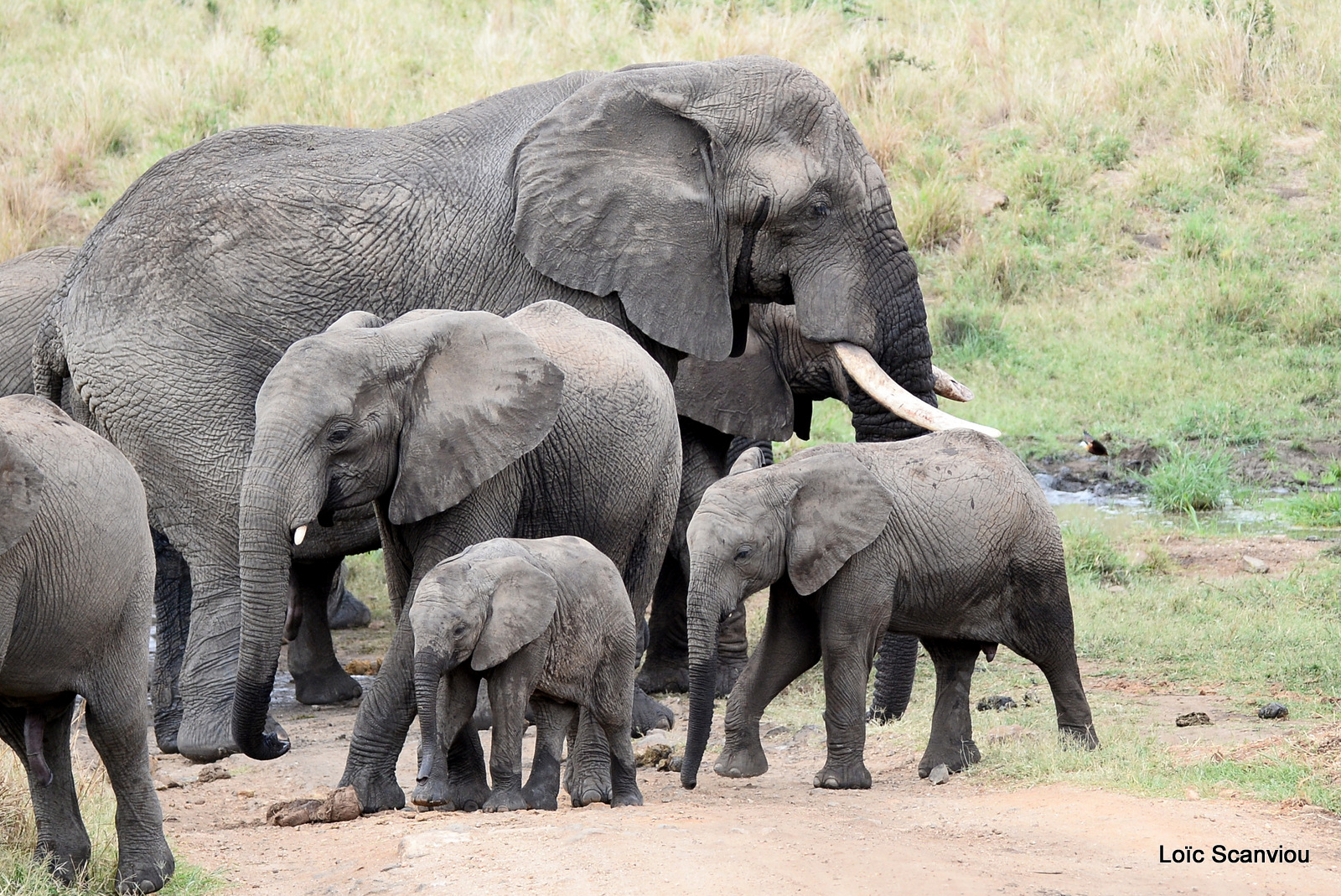 Éléphant de savane d'Afrique/Savanna Elephant (18)