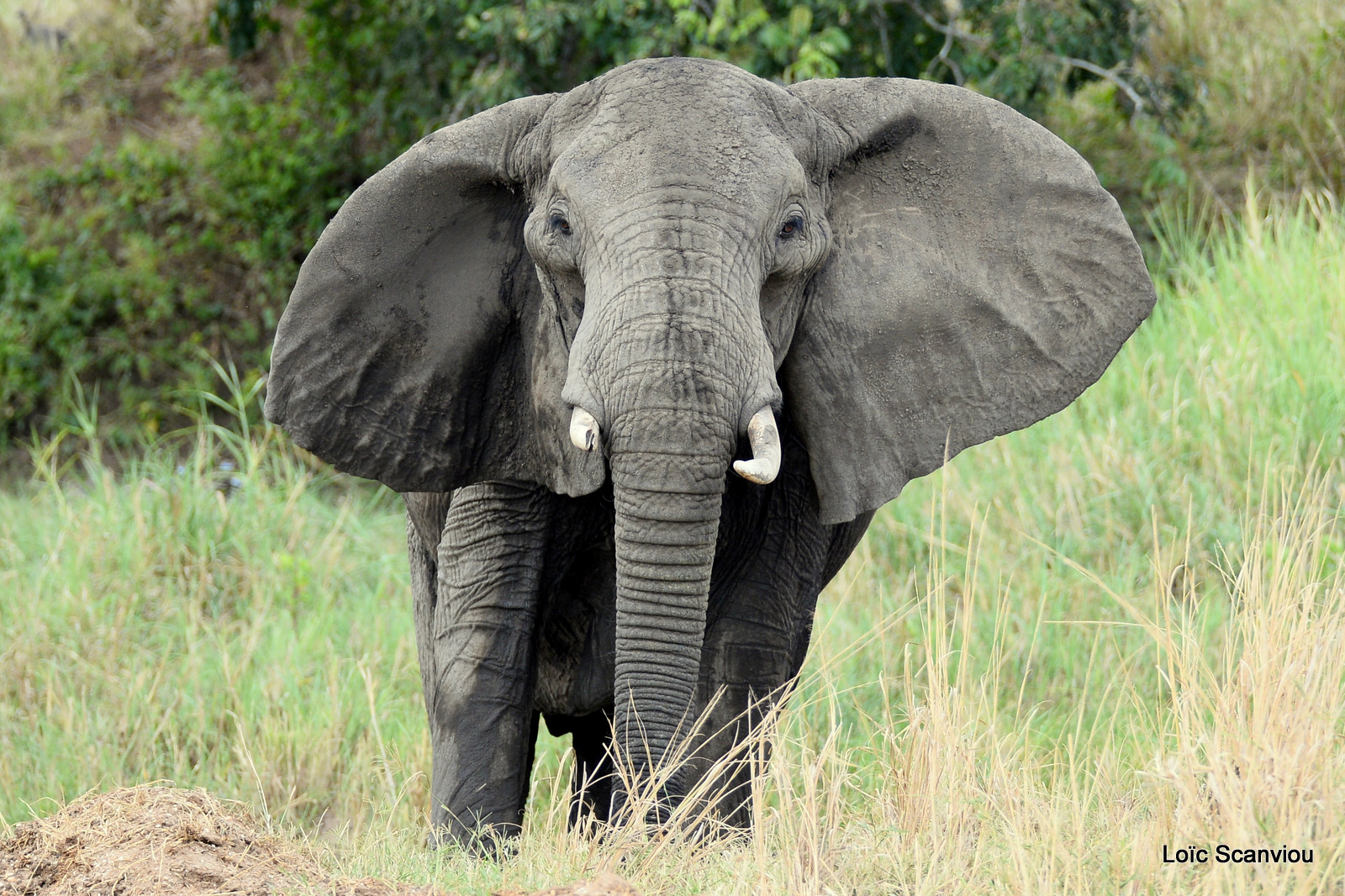 Éléphant de savane d'Afrique/Savanna Elephant (19)