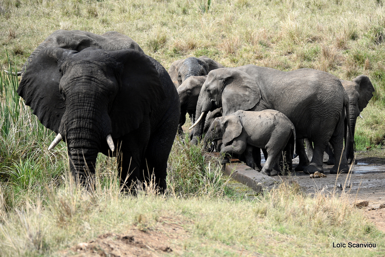Éléphant de savane d'Afrique/Savanna Elephant (22)