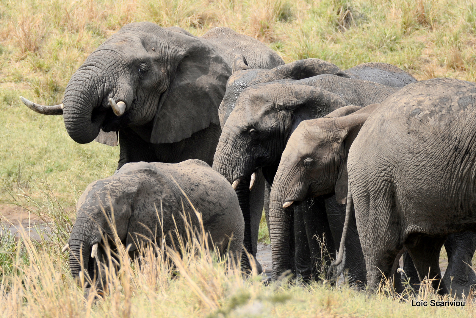 Éléphant de savane d'Afrique/Savanna Elephant (23)
