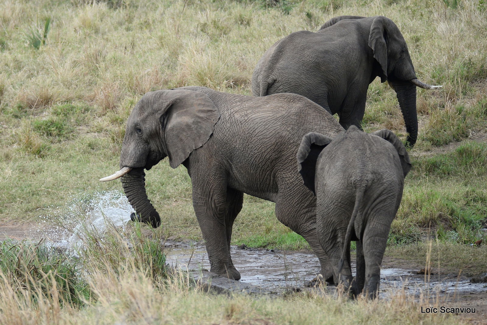 Éléphant de savane d'Afrique/Savanna Elephant (24)