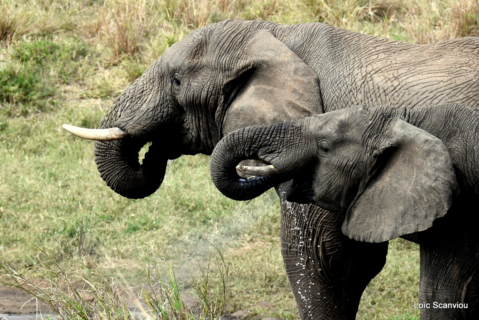 Éléphant de savane d'Afrique/Savanna Elephant (26)