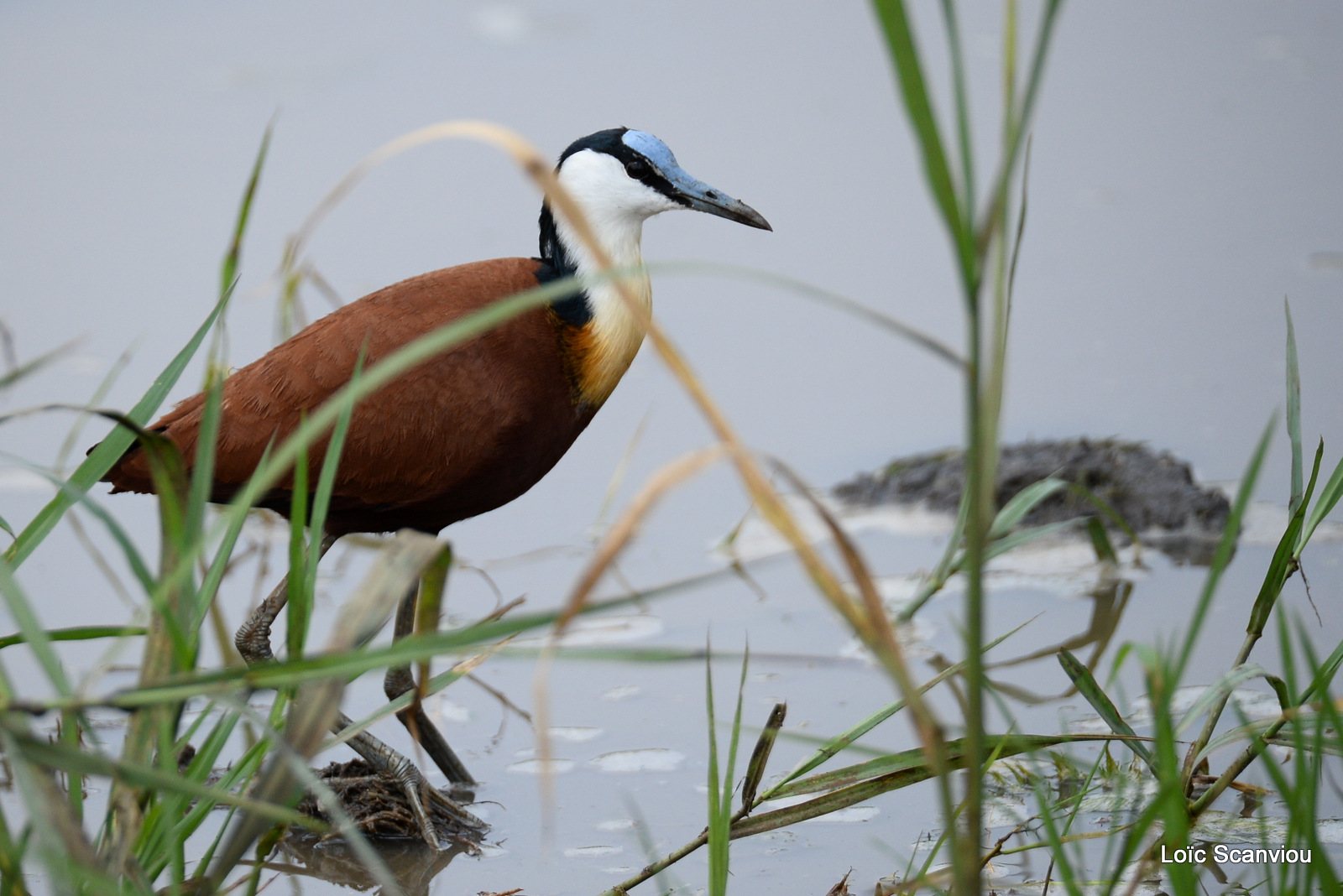 Jacana à poitrine dorée/African Jacana (1)