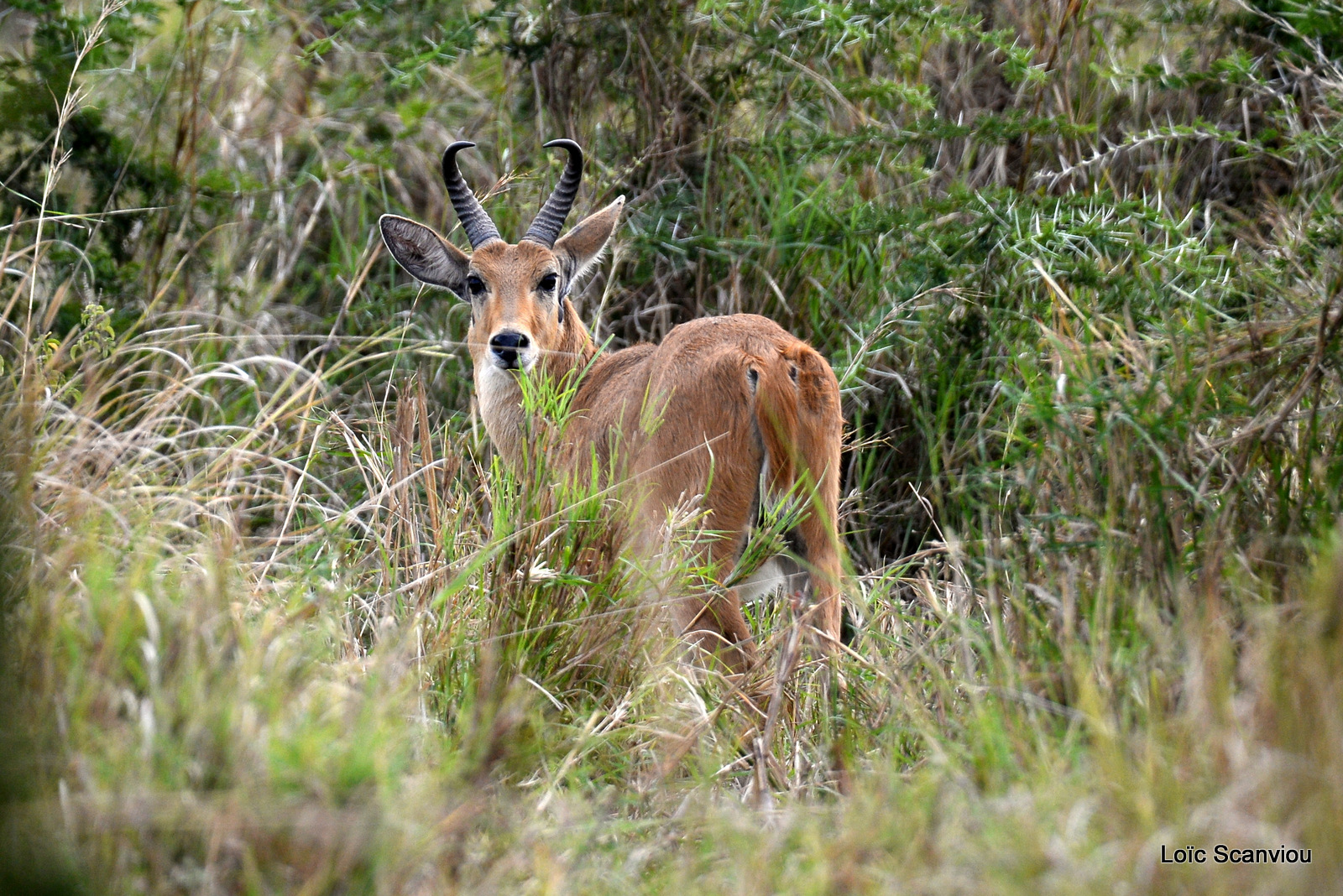 Redunca/Bohor Reedbuck (1)