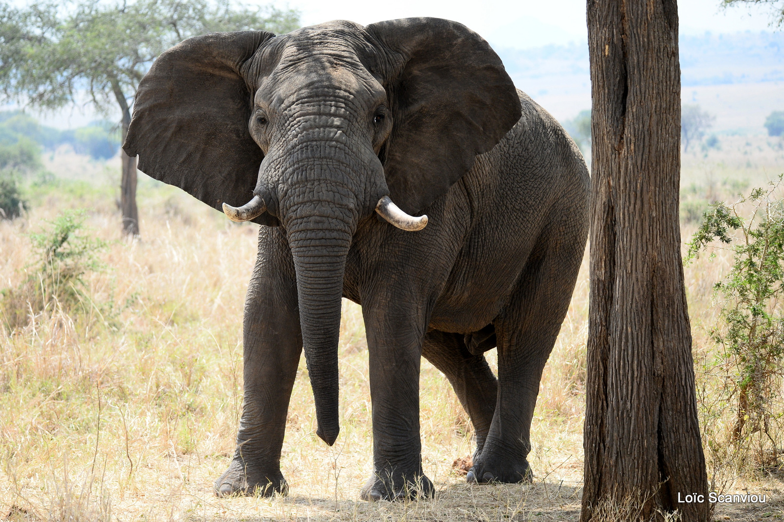 Éléphant de savane d'Afrique/Savanna Elephant (27)