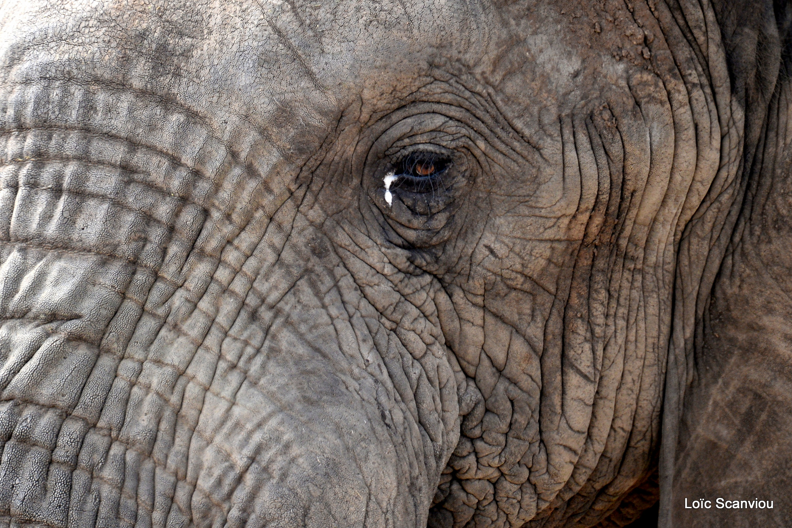 Éléphant de savane d'Afrique/Savanna Elephant (28)