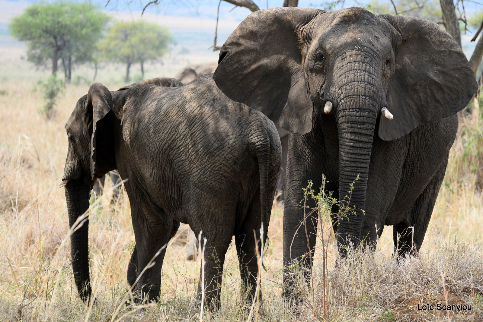 Éléphant de savane d'Afrique/Savanna Elephant (29)