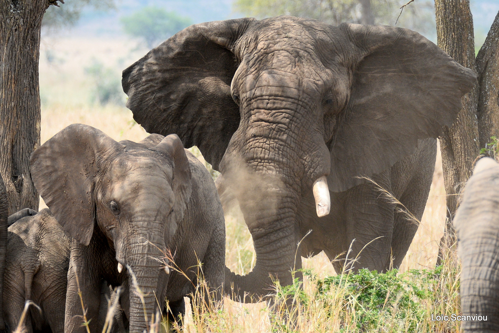 Éléphant de savane d'Afrique/Savanna Elephant (30)