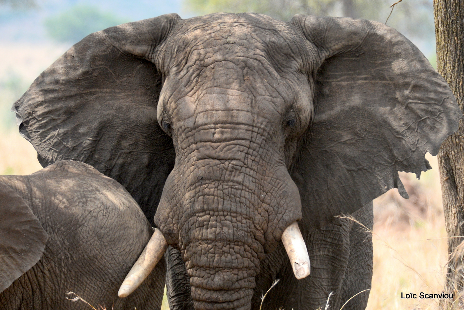 Éléphant de savane d'Afrique/Savanna Elephant (31)