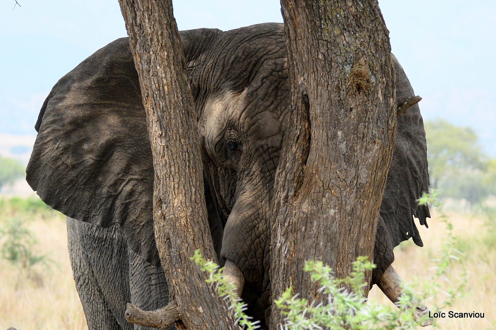 Éléphant de savane d'Afrique/Savanna Elephant (32)