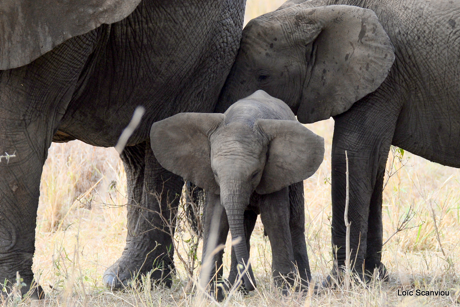 Éléphant de savane d'Afrique/Savanna Elephant (33)