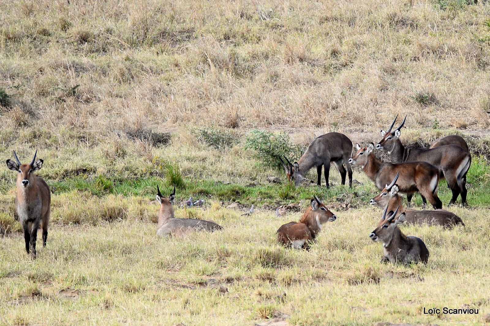 Cobe defassa/Defassa Waterbuck (1)