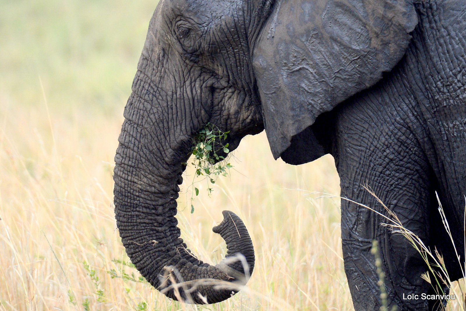 Éléphant de savane d'Afrique/Savanna Elephant (34)