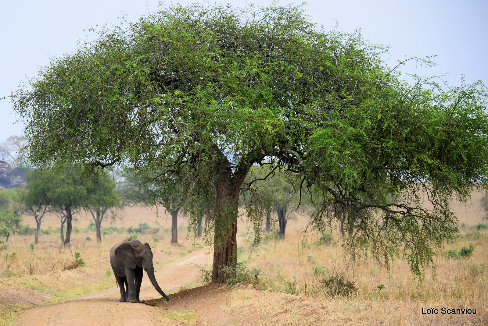 Éléphant de savane d'Afrique/Savanna Elephant (35)
