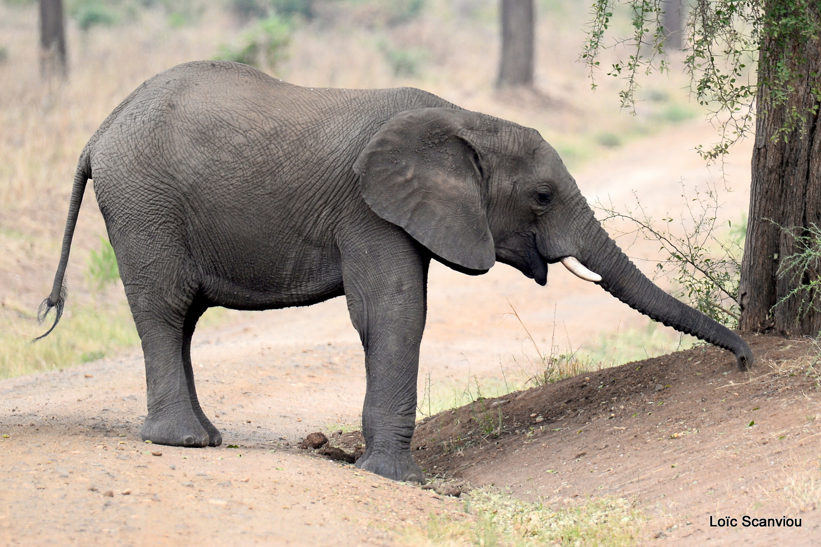 Éléphant de savane d'Afrique/Savanna Elephant (36)