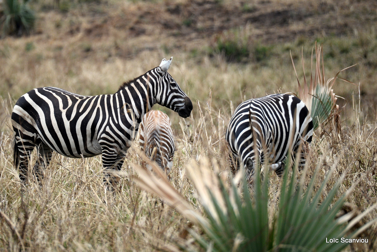 Zèbre de Burchell/Burchell's Zebra (2)