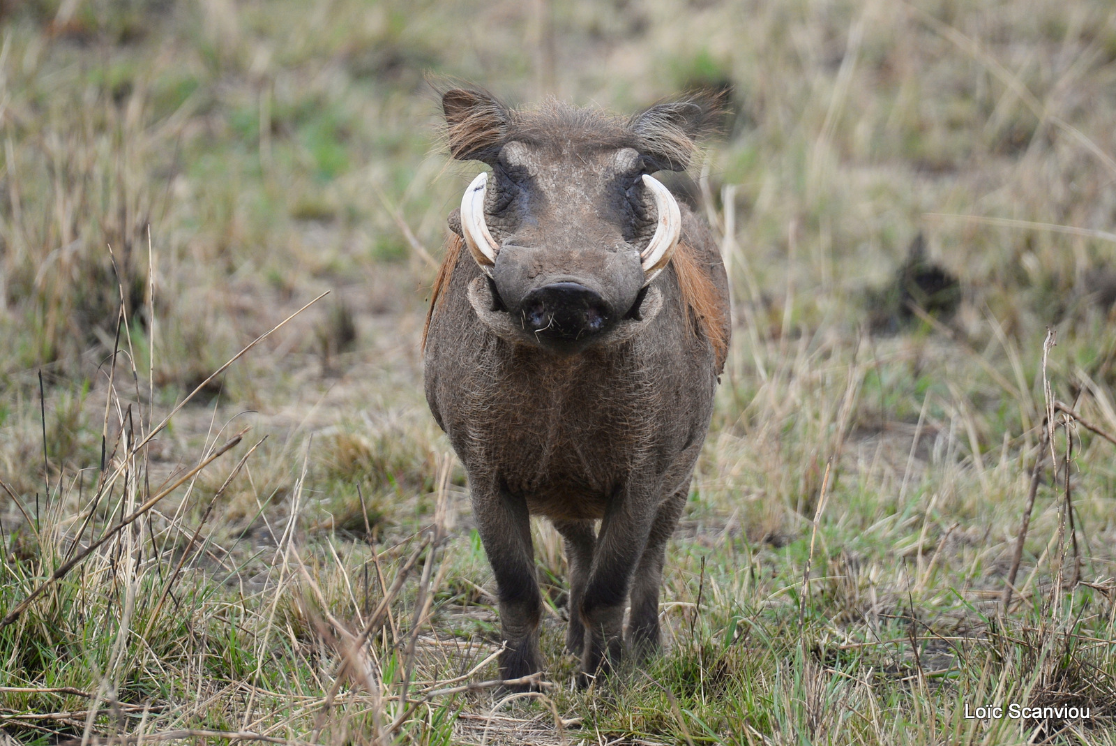 Phacochère/Common Warthog (4)