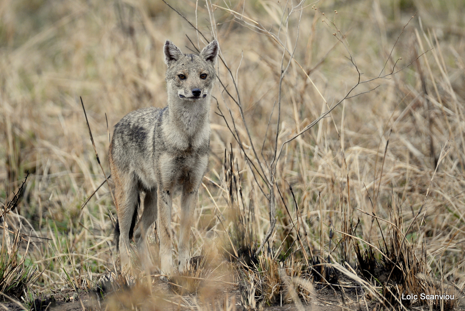 Chacal à flancs rayés/Side-striped Jackal (1)