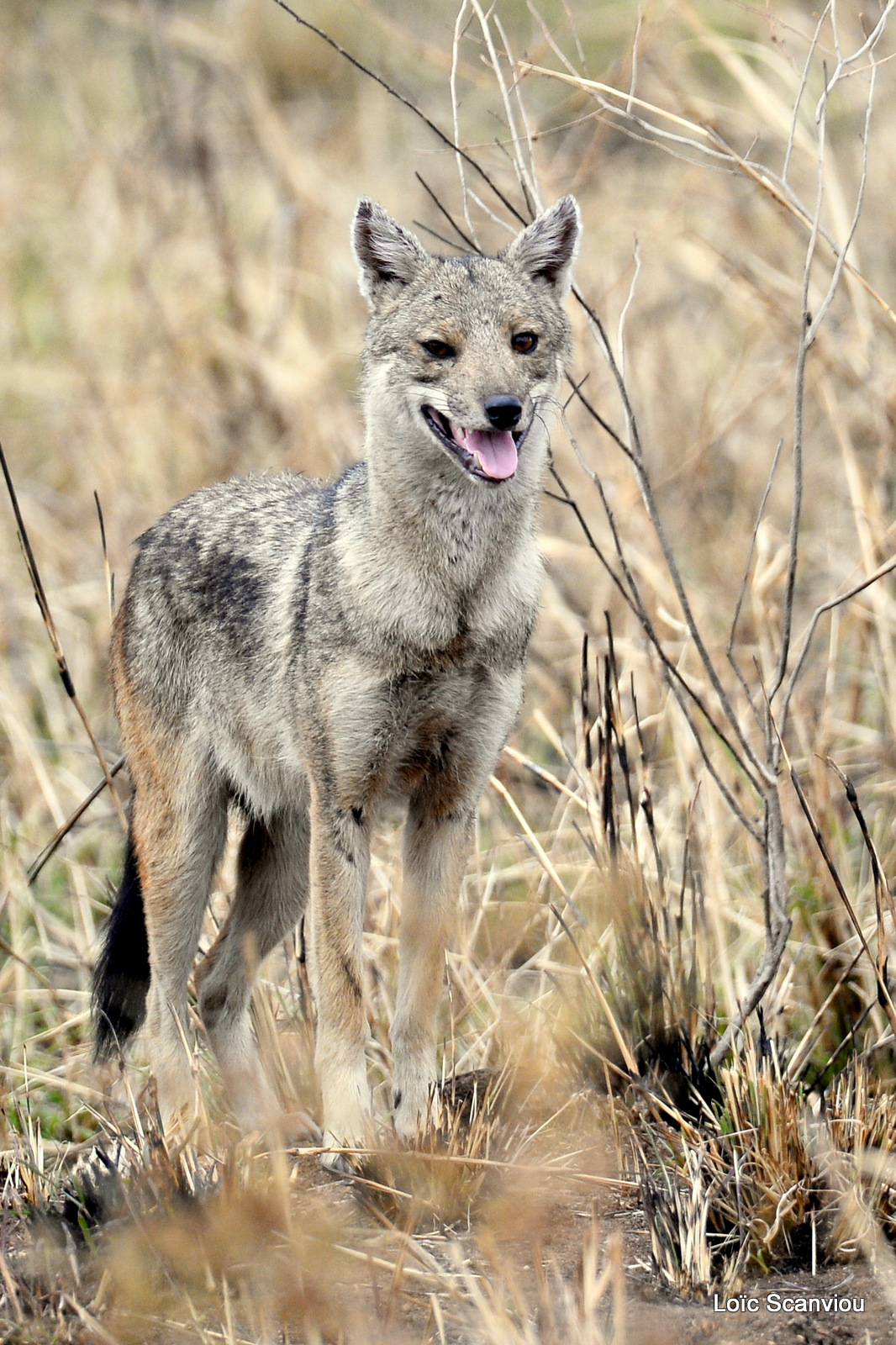 Chacal à flancs rayés/Side-striped Jackal (2)