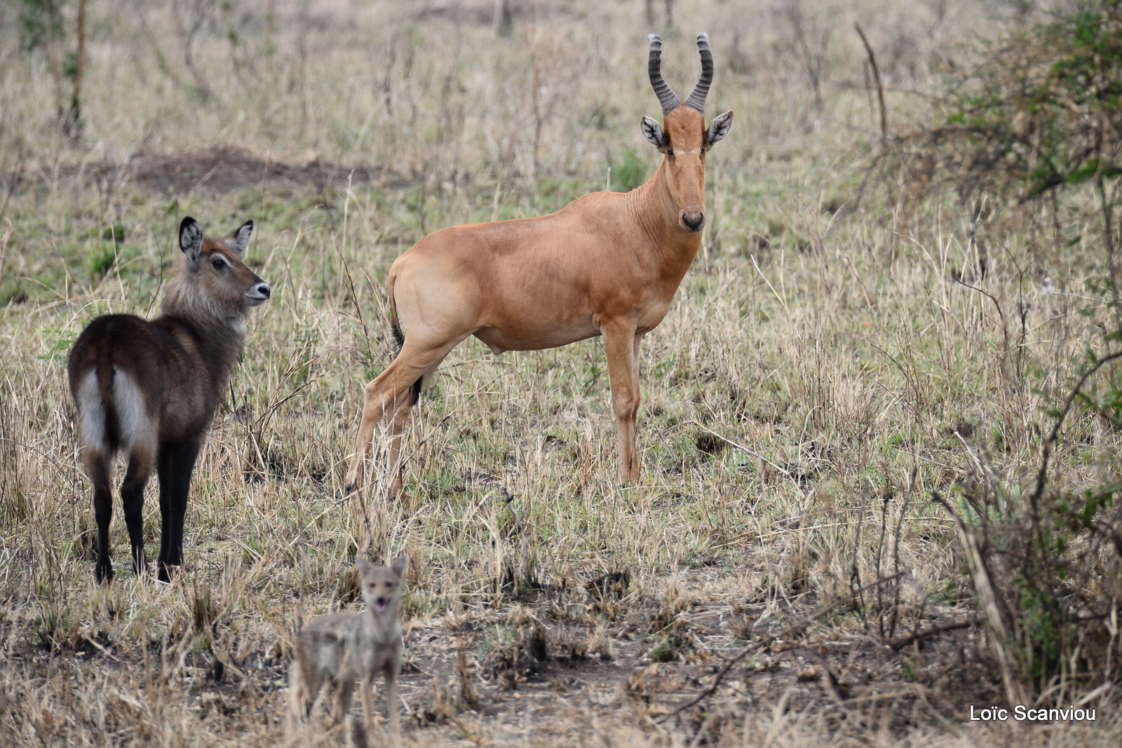 Bubale de Jackson/Jackson's Hartebeest (3)
