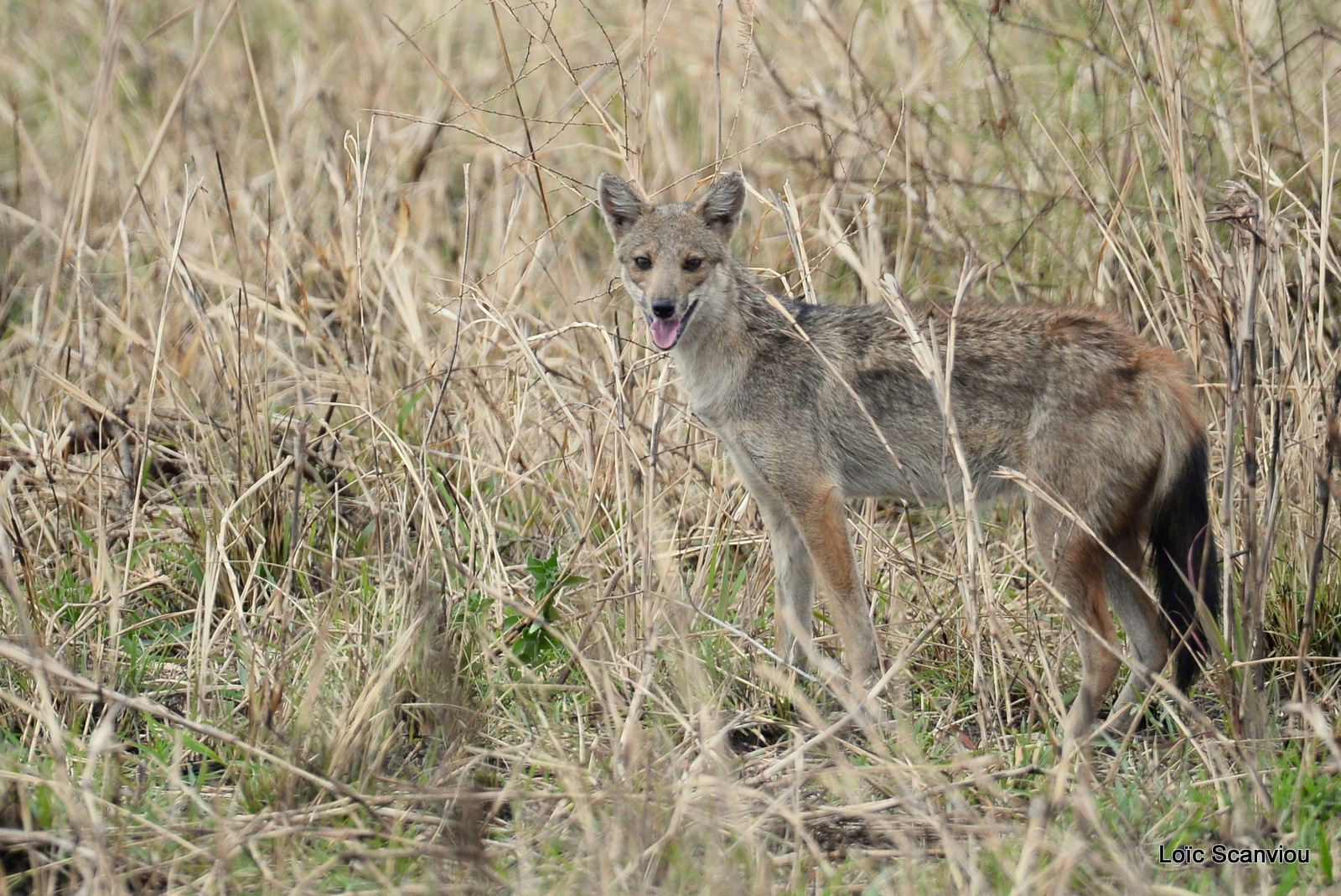 Chacal à flancs rayés/Side-striped Jackal (3)