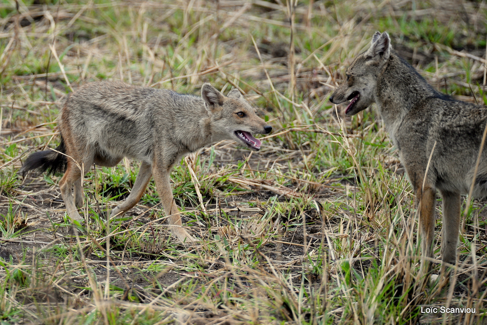 Chacal à flancs rayés/Side-striped Jackal (4)