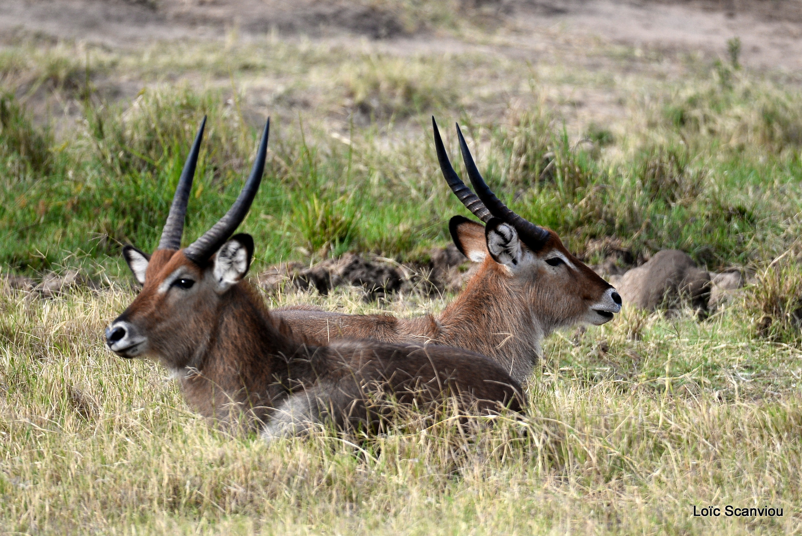 Cobe defassa/Defassa Waterbuck (2)