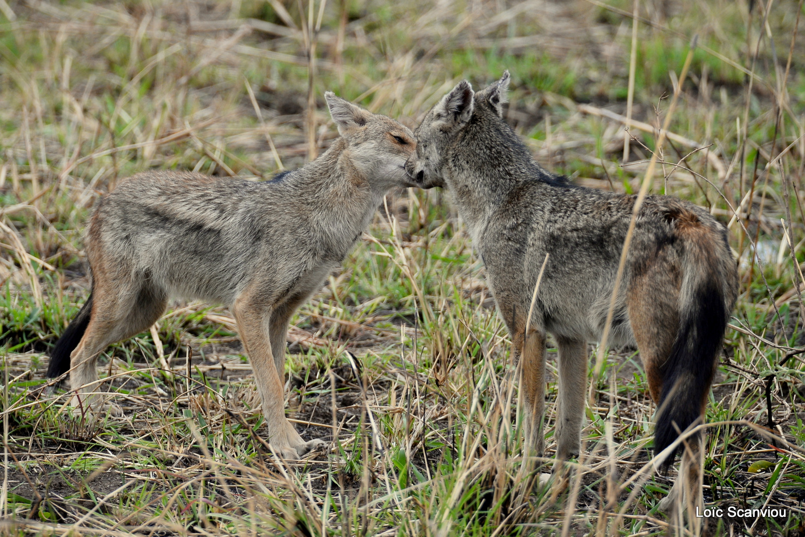 Chacal à flancs rayés/Side-striped Jackal (5)