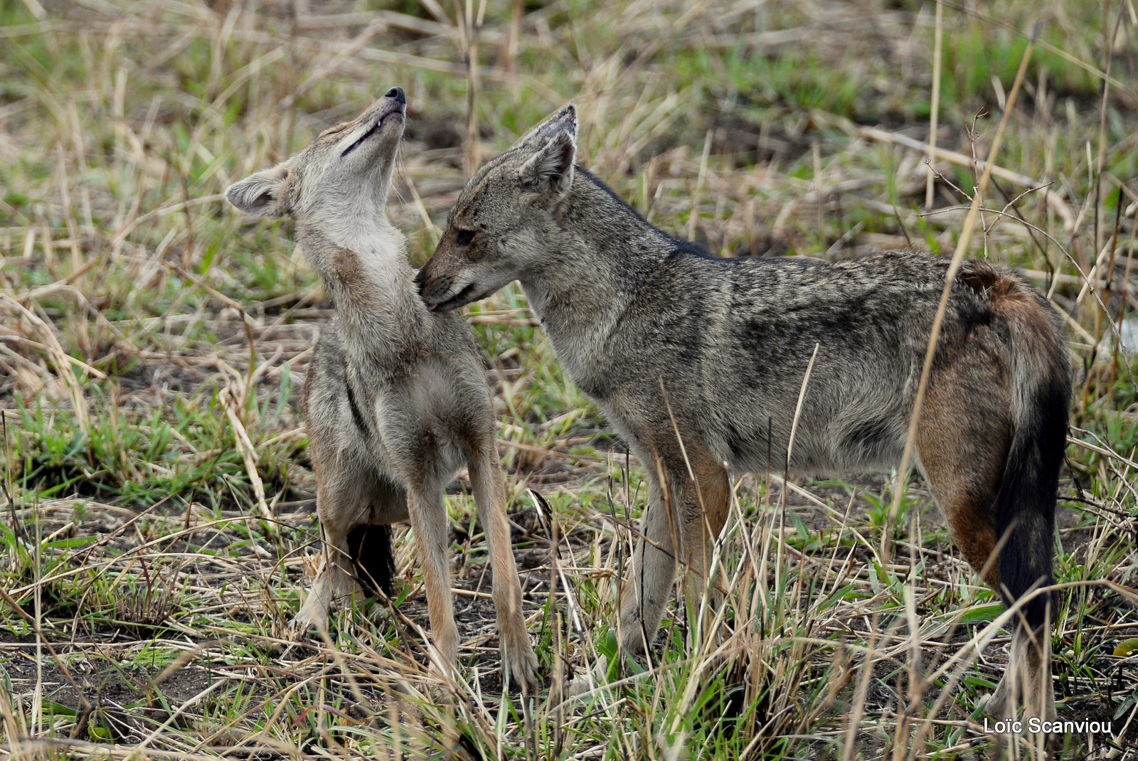 Chacal à flancs rayés/Side-striped Jackal (6)
