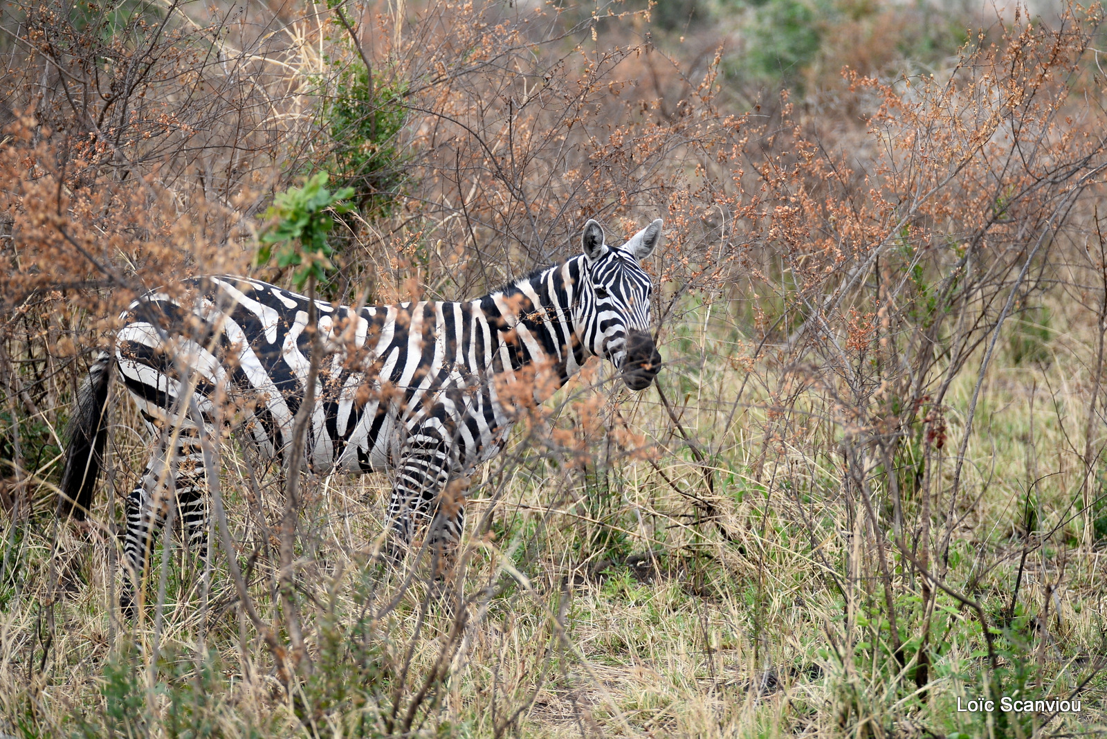 Zèbre de Burchell/Burchell's Zebra (3)