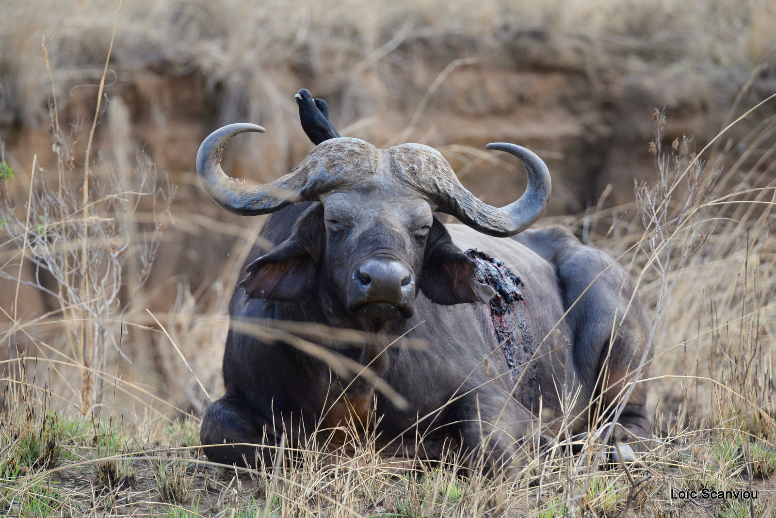 Buffle d'Afrique/Cape Buffalo (4)