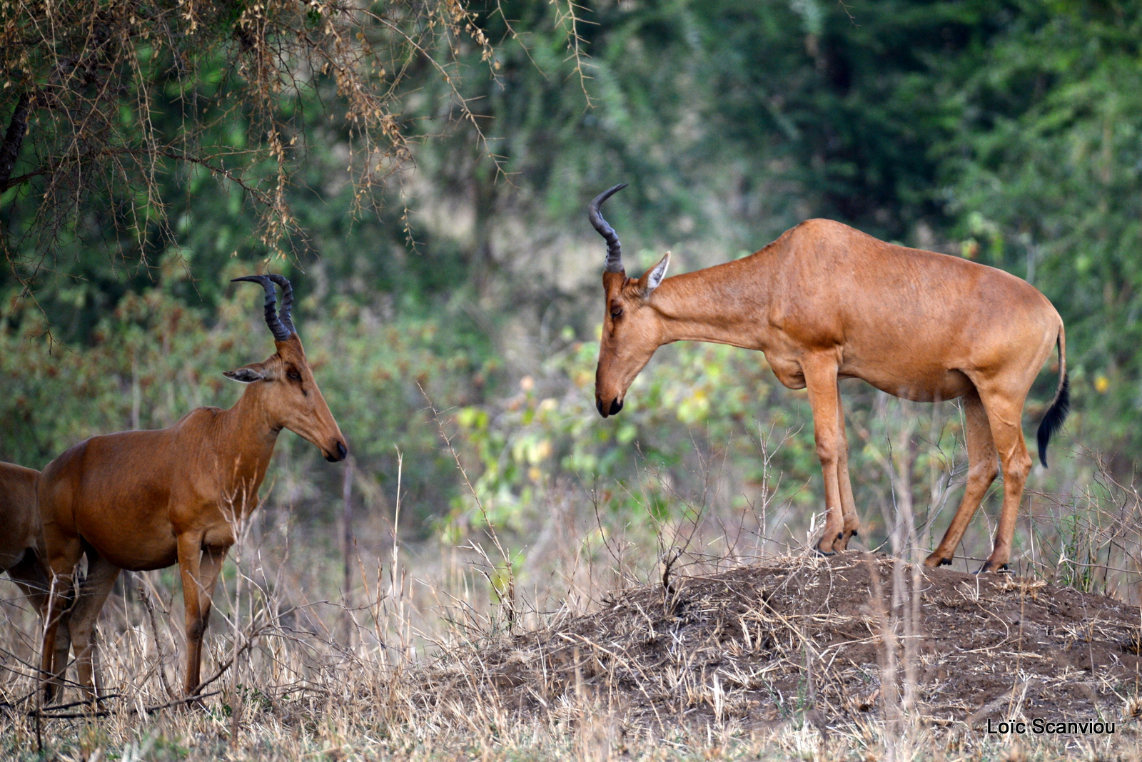 Bubale de Jackson/Jackson's Hartebeest (4)