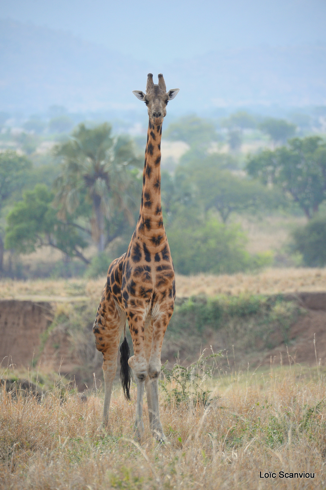 Girafe de Rothschild/Rothschild's Giraffe (1)