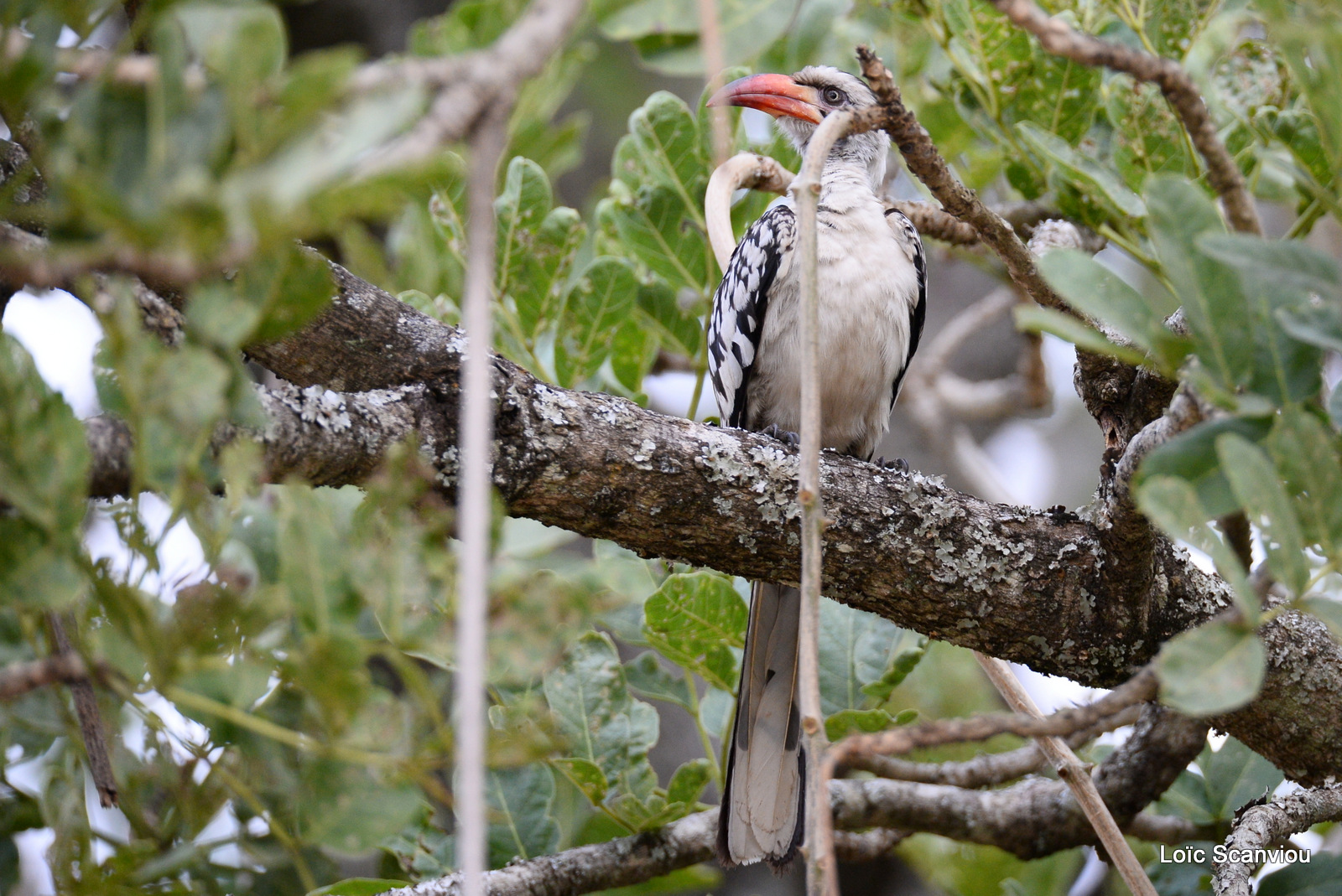 Calao de Jackson/Jackson's Hornbill (1)